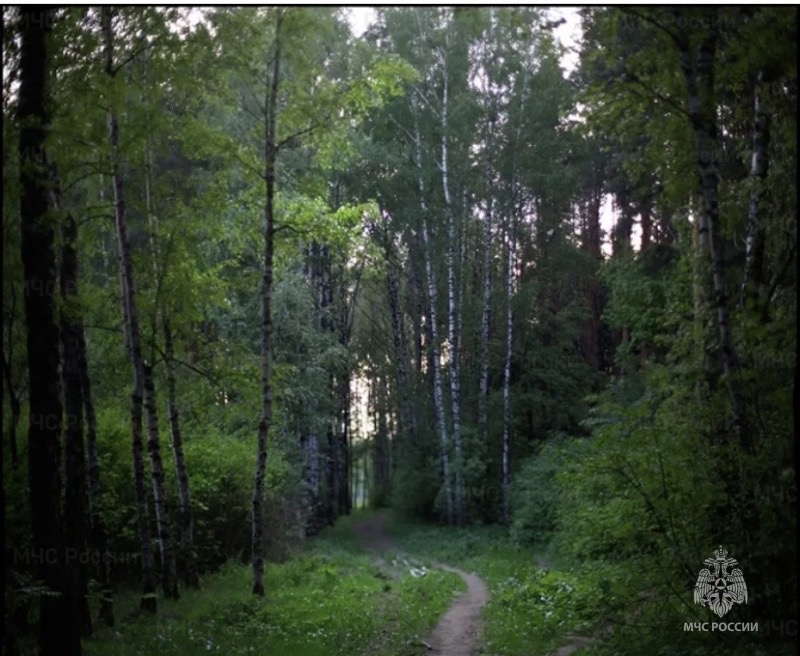 В Димитровграде подростки заблудились в лесу.
