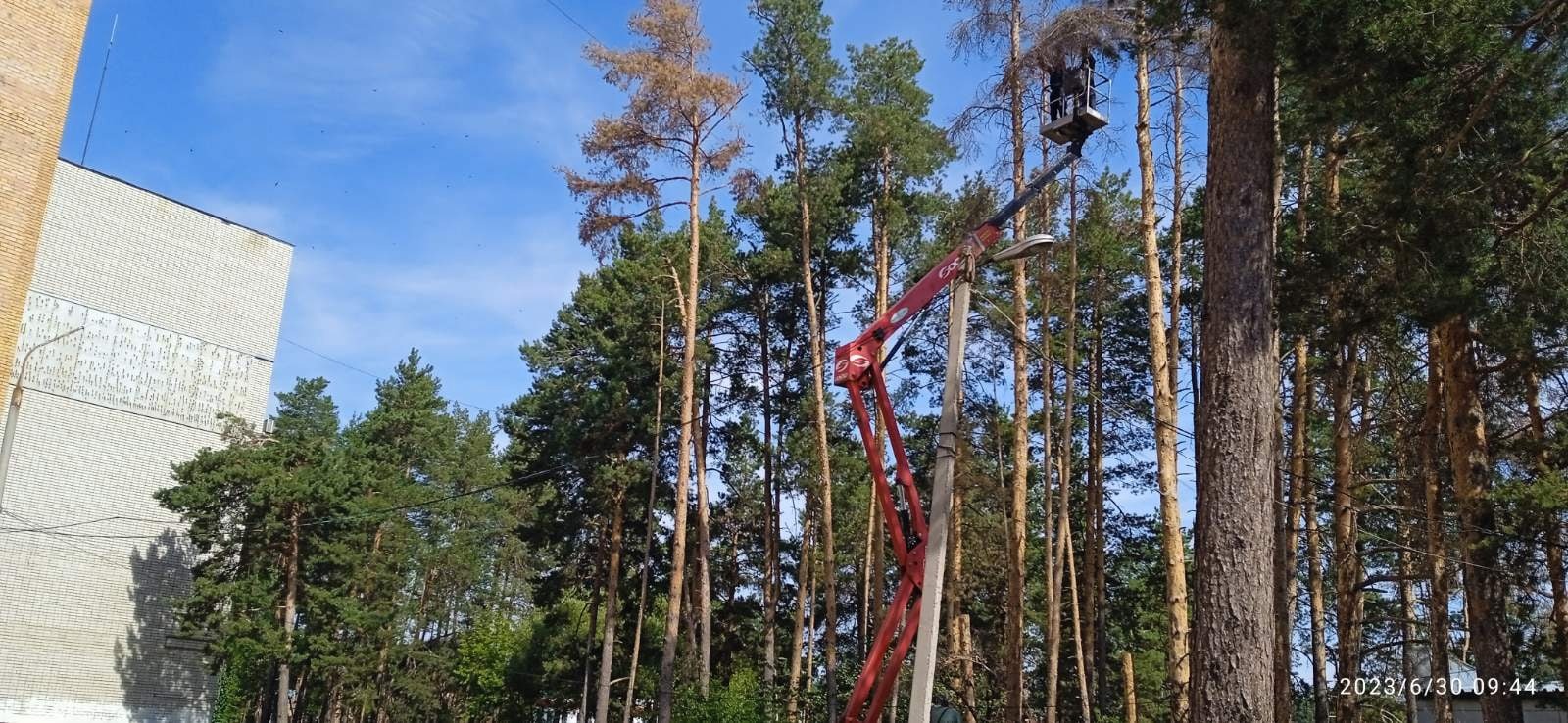 Муниципальный ЦУР: на улице Гвардейской спиливают аварийные деревья.