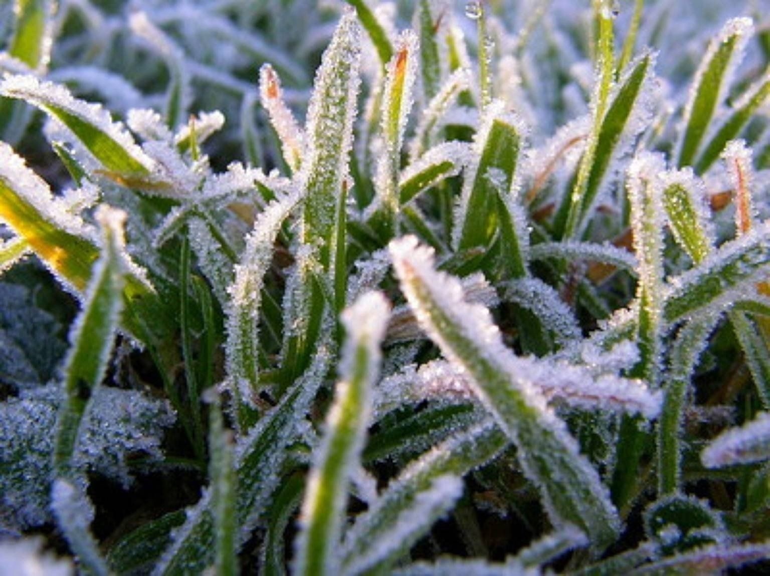 Ожидаются заморозки❄.