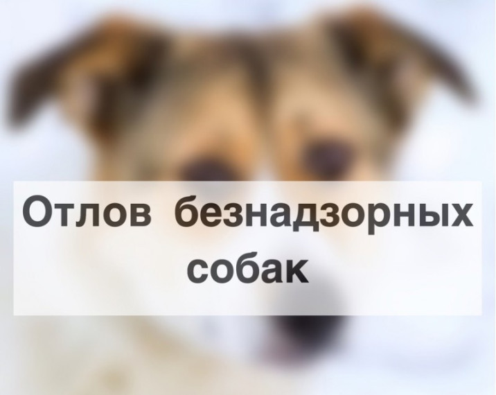 Будет проводиться отлов безнадзорных животных 23 июня. Будет проводиться отлов безнадзорных животных 23 июня.
