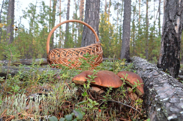 Продолжается грибной сезон. Главное управление МЧС России по Ульяновской области напоминает любителям тихой охоты основные правила, которые важно соблюдать, отправляясь в лес:.
