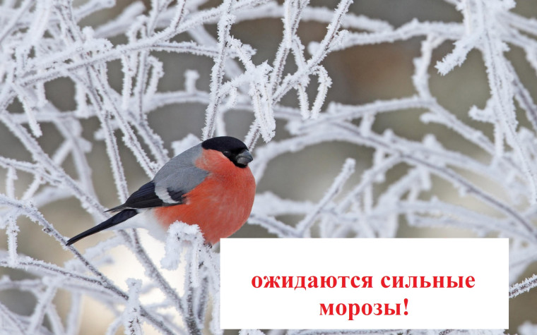 Ожидаются сильные морозы❄. Ожидаются сильные морозы❄.