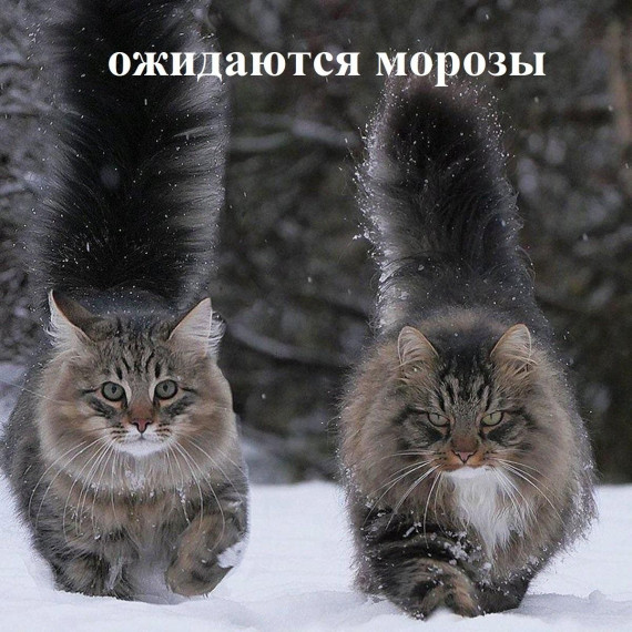 Ожидаются сильные морозы. Ожидаются сильные морозы.