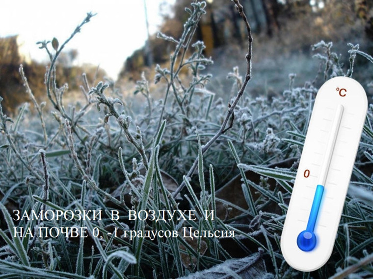 Ожидаются заморозки ❄. Ожидаются заморозки ❄.