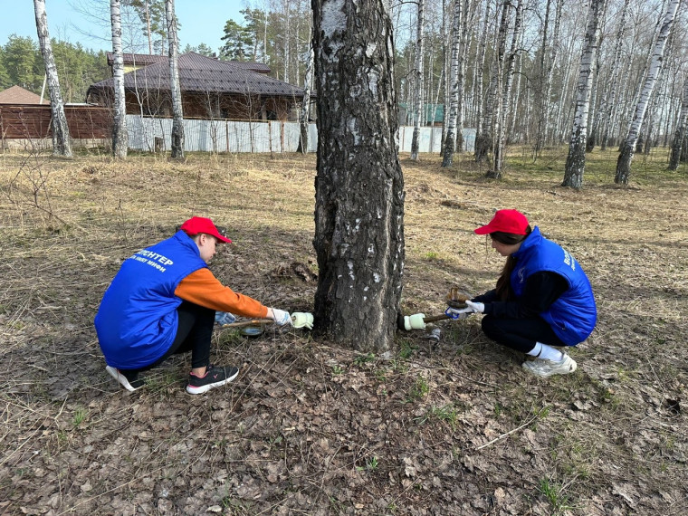 В городе прошли мероприятия по уничтожению непарного шелкопряда.